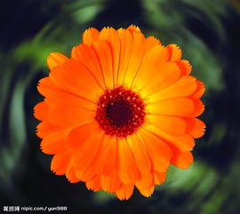 精品花卉系列 單株花卉之美