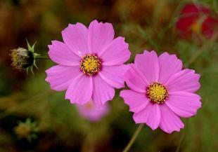 波斯菊種子市場(chǎng)行情與選購(gòu)指南 供應(yīng)商與價(jià)格分析