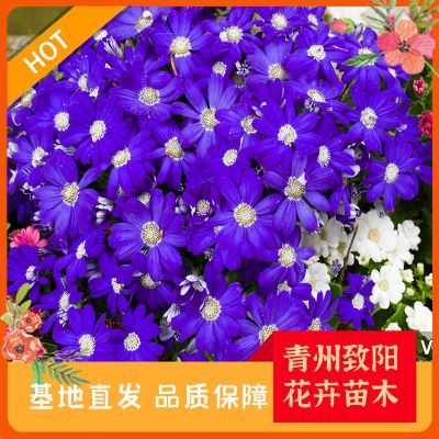 綠意盎然，生機(jī)無(wú)限 探索苗木種植的奧秘與價(jià)值