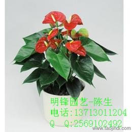 花卉植物市場(chǎng)全攻略 從供應(yīng)批發(fā)到價(jià)格選購(gòu)一站式指南