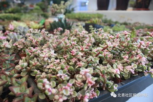 八里橋市場(chǎng)水產(chǎn)花卉廳重裝開(kāi)業(yè)，市場(chǎng)搬遷計(jì)劃暫緩引關(guān)注