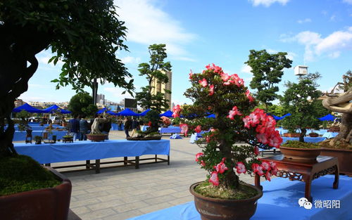 昭陽(yáng)創(chuàng)園杯 家門口的奇花異石，邀你共賞苗木種植之美