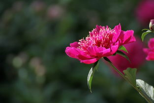 花卉習作與苗木種植 從筆端到泥土的藝術實踐